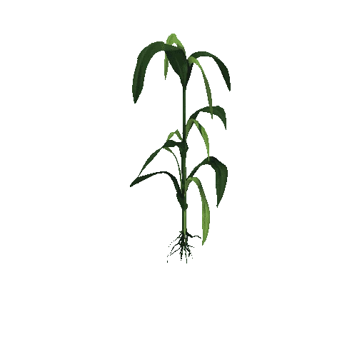 corn plant 0